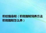 豹紋脂身鯰（豹斑脂鯰飼養(yǎng)方法 豹斑脂鯰怎么養(yǎng)）
