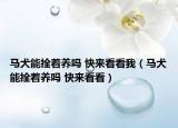 馬犬能拴著養(yǎng)嗎 快來(lái)看看我（馬犬能拴著養(yǎng)嗎 快來(lái)看看）
