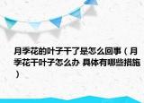 月季花的葉子干了是怎么回事（月季花干葉子怎么辦 具體有哪些措施）