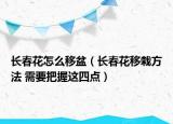 長(zhǎng)春花怎么移盆（長(zhǎng)春花移栽方法 需要把握這四點(diǎn)）