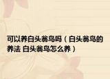 可以養(yǎng)白頭翁鳥嗎（白頭翁鳥的養(yǎng)法 白頭翁鳥怎么養(yǎng)）