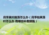 月季黃葉脫落怎么辦（月季枯黃落葉怎么辦 有哪些補(bǔ)救措施）