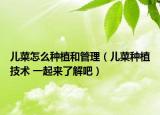 兒菜怎么種植和管理（兒菜種植技術(shù) 一起來了解吧）