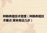種鵝養(yǎng)殖技術(shù)管理（種鵝養(yǎng)殖技術(shù)要點 原來有這幾步）