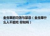 金蟲草的功效與禁忌（金蟲草什么人不能吃 你知嗎）