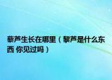 藜蘆生長(zhǎng)在哪里（黎蘆是什么東西 你見(jiàn)過(guò)嗎）
