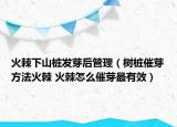 火棘下山樁發(fā)芽后管理（樹樁催芽方法火棘 火棘怎么催芽最有效）