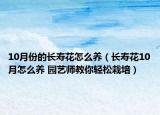 10月份的長(zhǎng)壽花怎么養(yǎng)（長(zhǎng)壽花10月怎么養(yǎng) 園藝師教你輕松栽培）