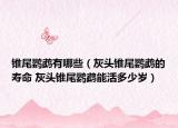錐尾鸚鵡有哪些（灰頭錐尾鸚鵡的壽命 灰頭錐尾鸚鵡能活多少歲）