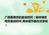 廣西看銀杏的最佳時(shí)間（桂林銀杏觀賞最佳時(shí)間 具體細(xì)節(jié)都在這里啦）