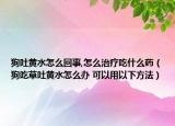 狗吐黃水怎么回事,怎么治療吃什么藥（狗吃草吐黃水怎么辦 可以用以下方法）