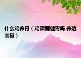 什么雞養(yǎng)胃（雞需要健胃嗎 養(yǎng)殖高招）