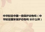 中華鱘是中國一級(jí)保護(hù)動(dòng)物嗎（中華鱘是國家保護(hù)動(dòng)物嗎 長什么樣）