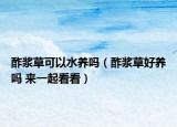 酢漿草可以水養(yǎng)嗎（酢漿草好養(yǎng)嗎 來一起看看）