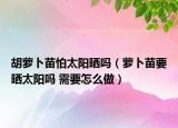 胡蘿卜苗怕太陽曬嗎（蘿卜苗要曬太陽嗎 需要怎么做）