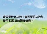 青天葵什么功效（青天葵的功效與作用 以及它的簡介信息）
