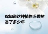 你知道這種植物嗎香樹香了多少年