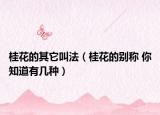桂花的其它叫法（桂花的別稱 你知道有幾種）
