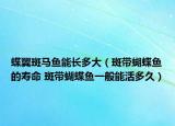 蝶翼斑馬魚能長多大（斑帶蝴蝶魚的壽命 斑帶蝴蝶魚一般能活多久）