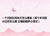 一個月的比特幼犬怎么喂食（兩個多月的小比特怎么喂 正確的喂養(yǎng)小常識）