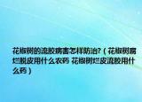 花椒樹的流膠病害怎樣防治?（花椒樹腐爛脫皮用什么農(nóng)藥 花椒樹爛皮流膠用什么藥）