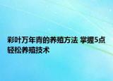 彩葉萬(wàn)年青的養(yǎng)殖方法 掌握5點(diǎn)輕松養(yǎng)殖技術(shù)