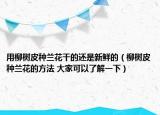 用柳樹皮種蘭花干的還是新鮮的（柳樹皮種蘭花的方法 大家可以了解一下）
