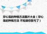 穿心蓮的種植方法圖片大全（穿心蓮的種植方法 不知道你就虧了）