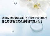 怎樣促進(jìn)柑橘花芽分化（柑橘花芽分化用什么藥 那些農(nóng)藥促進(jìn)柑橘花芽分化）