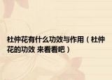 杜仲花有什么功效與作用（杜仲花的功效 來看看吧）