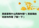 黑麥草有什么藥用作用?（黑麥草的功效與作用 了解一下）