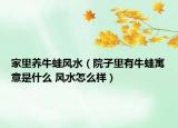 家里養(yǎng)牛蛙風(fēng)水（院子里有牛蛙寓意是什么 風(fēng)水怎么樣）