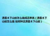 清香木下山樁怎么栽成活率高（清香木下山樁怎么栽 如何種活清香木下山樁）