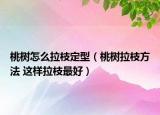 桃樹怎么拉枝定型（桃樹拉枝方法 這樣拉枝最好）