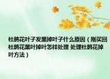 杜鵑花葉子發(fā)黑掉葉子什么原因（剛買回杜鵑花黑葉掉葉怎樣處理 處理杜鵑花掉葉方法）