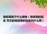 地錦草屬于什么植物（地錦草的別名 常見的地錦草的別名叫什么呢）