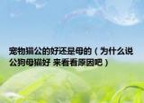 寵物貓公的好還是母的（為什么說公狗母貓好 來看看原因吧）