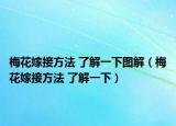 梅花嫁接方法 了解一下圖解（梅花嫁接方法 了解一下）