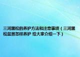 三河黑松的養(yǎng)護(hù)方法和注意事項(xiàng)（三河黑松盆景怎樣養(yǎng)護(hù) 給大家介紹一下）