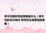 牽牛花很好養(yǎng)的原因是什么（牽?；ǖ纳L特點 想養(yǎng)好必須要提前掌握）