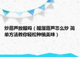 炒葫蘆放醋嗎（醋溜葫蘆怎么炒 簡單方法教你輕松種植美味）