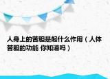 人身上的苦膽是起什么作用（人體苦膽的功能 你知道嗎）