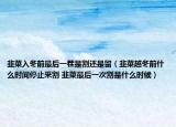 韭菜入冬前最后一茬是割還是留（韭菜越冬前什么時(shí)間停止釆割 韭菜最后一次割是什么時(shí)候）