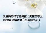 天竺葵怎樣才能開(kāi)花（天竺葵怎么到種植 這樣才會(huì)開(kāi)出美麗的花）
