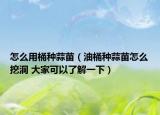 怎么用桶種蒜苗（油桶種蒜苗怎么挖洞 大家可以了解一下）