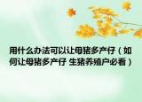 用什么辦法可以讓母豬多產(chǎn)仔（如何讓母豬多產(chǎn)仔 生豬養(yǎng)殖戶必看）