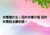 水蔥是什么（花葉水蔥介紹 花葉水蔥的主要價值）