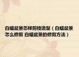 白蠟盆景怎樣剪枝造型（白蠟盆景怎么修剪 白蠟盆景的修剪方法）