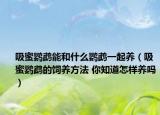 吸蜜鸚鵡能和什么鸚鵡一起養(yǎng)（吸蜜鸚鵡的飼養(yǎng)方法 你知道怎樣養(yǎng)嗎）