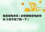 棱皮海龜壽命（史密斯棱背龜?shù)膲勖?大家不妨了解一下）